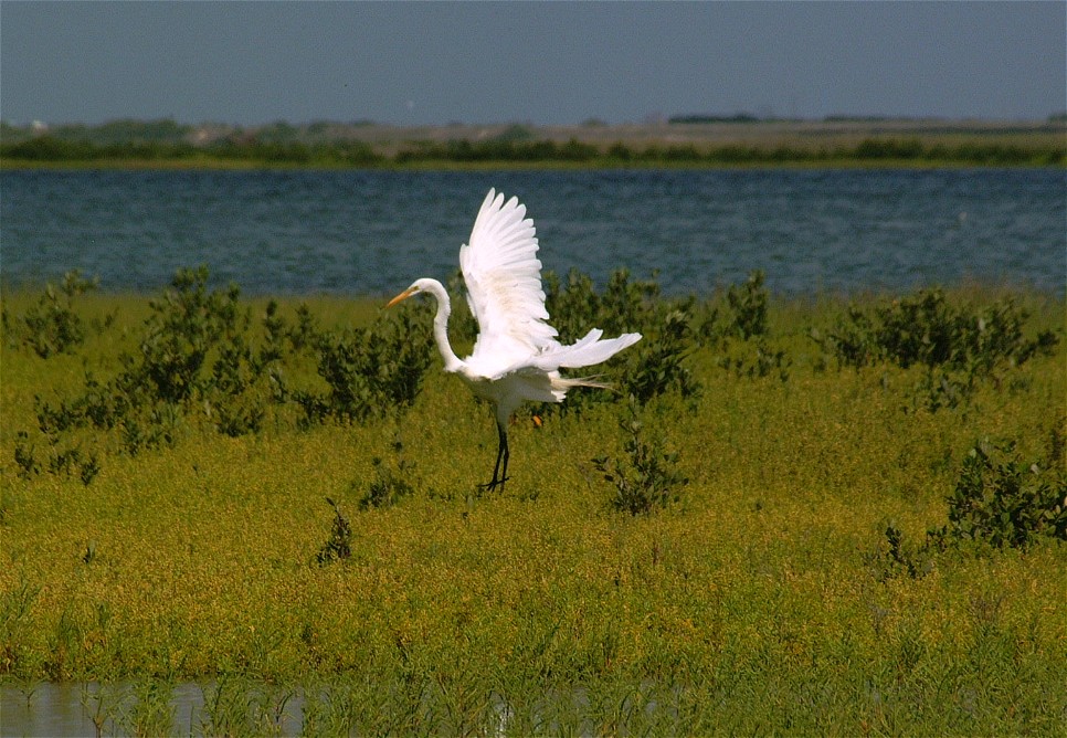 egret-03.jpg   (966x668)   217 Kb                                    Click to display next picture